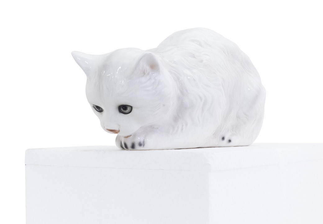 Gato Persa para Estante Branco