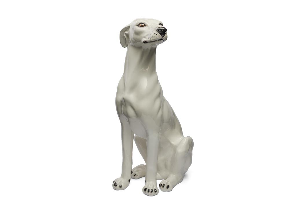 Cachorro Levrier (Galgo) Branco