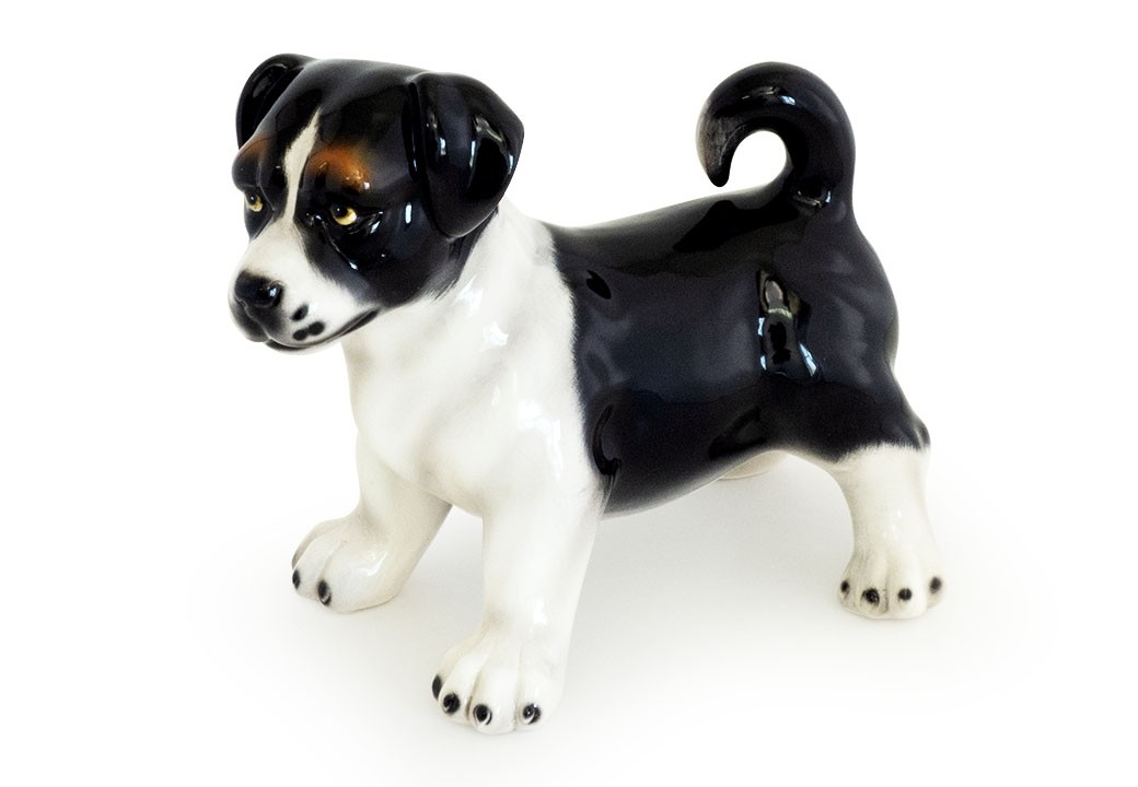 Cachorro jack russel preto & branco