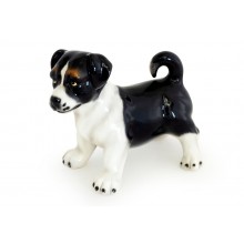 Cachorro jack russel preto & branco